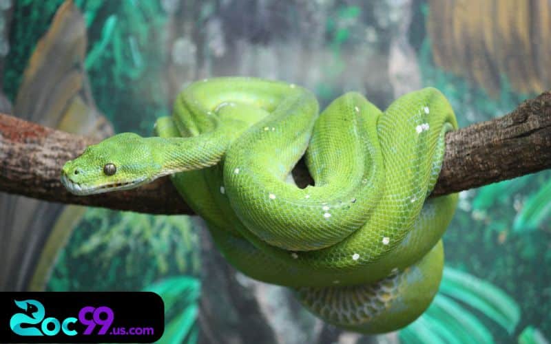 Nằm mơ thấy rắn đánh con gì ? Bộ số tài lộc cho dân chơi 4 Chơi xổ số SOC99 được bảo mật, hỗ trợ tích cực