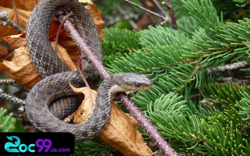 Nằm mơ thấy rắn đánh con gì ? Bộ số tài lộc cho dân chơi 3 Khi nằm mơ thấy rắn đánh con gì?