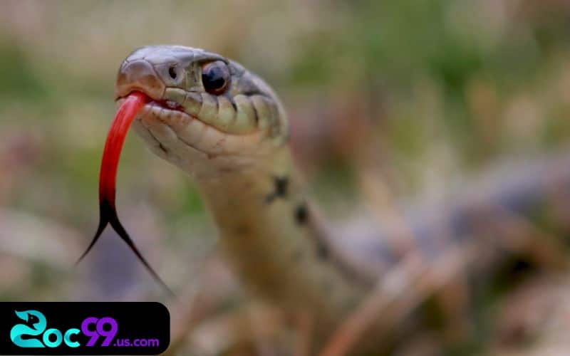 Nằm mơ thấy rắn đánh con gì ? Bộ số tài lộc cho dân chơi 2 Nằm mơ thấy rắn đại diện cho điều gì?