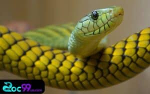 Nằm mơ thấy rắn đánh con gì